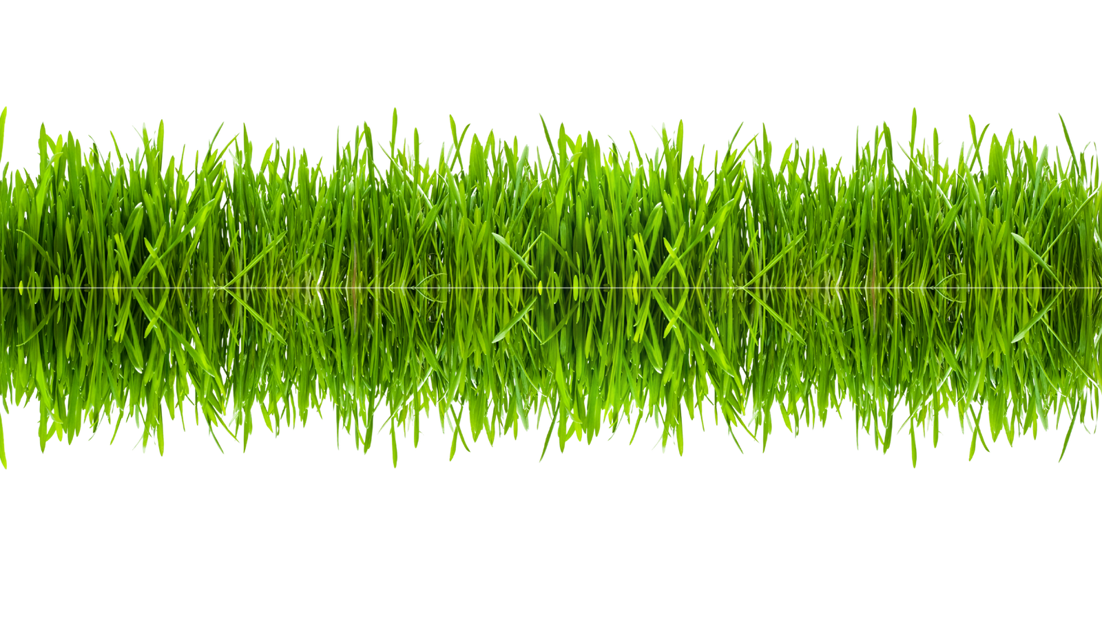 GRASS-TRANS